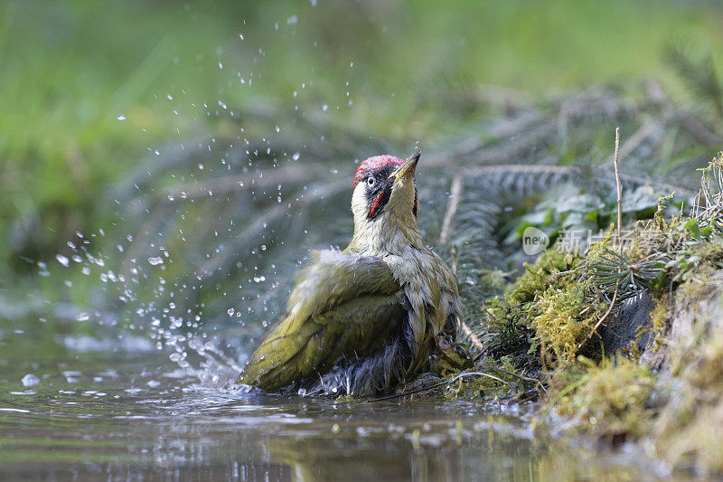 绿啄木鸟清洗(Picus viridis)